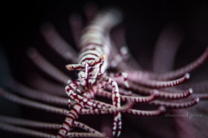 Crinoid Shrimp in shallow DOP by Wayne Jones 